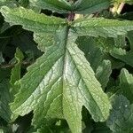 Brassica tournefortii Leaf