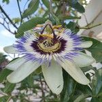Passiflora caerulea 花