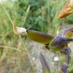 Crotalaria retusa Hedelmä