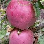 Malus domestica Fruit