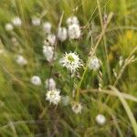 Dalea candida Flower