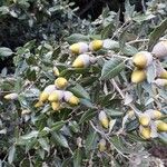 Quercus ilex পাতা