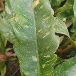 Philodendron burle-marxii Leaf