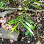 Flagellaria indica Leaf