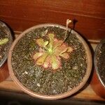 Drosera spatulata পাতা