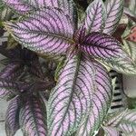 Strobilanthes auriculata Лист