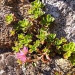 Sedum spurium 葉