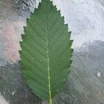 Ulmus rubra Leaf