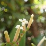 Guettarda splendens Flower