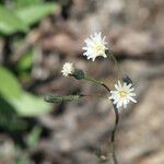 Hieracium albiflorum Flower