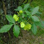 Ptelea trifoliata Blad