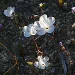 Linanthus dichotomus Habitatea