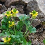 Ranunculus eschscholtzii Хабит