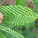 Acer carpinifolium Likasa