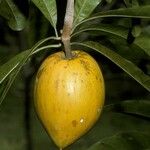 Pouteria campechiana Fruit