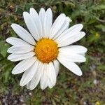 Leucanthemopsis alpina 花