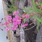 Epilobium angustifoliumFlower