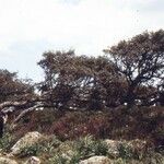 Quercus suber Habit