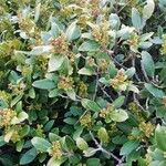 Rhamnus alaternus Blad