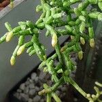Rhipsalis cereuscula Flor