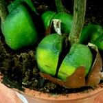Castanospermum australe Fruct