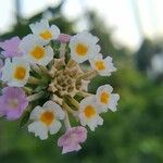 Lantana camaraFlower