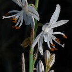 Asphodelus ayardii Květ