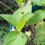 Ruellia blechum Blad