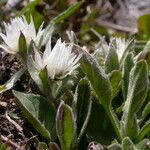 Anaphalioides papuana Hábito