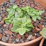 Fittonia albivenisLeaf