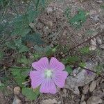 Malva punctata Kvet