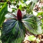 Trillium sessile Flower