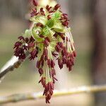 Acer negundo Flor