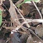 Tricyrtis formosana Corteza