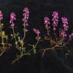 Pedicularis gracilis Yeri