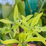 Coelogyne pandurata പുഷ്പം