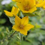 Lysimachia punctata Flower