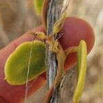 Pentatropis nivalis Fruit