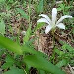 Zephyranthes atamasco 花