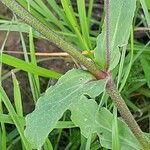 Silene fuscata Frunză