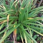 Carex pendulaЛист