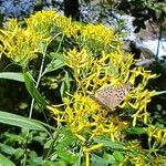 Jacobaea alpina x Senecio ovatus subsp. alpestris Flower