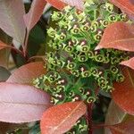 Euphorbia characias Inny