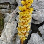 Orobanche lutea Цвят