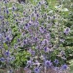 Eryngium planum പുഷ്പം