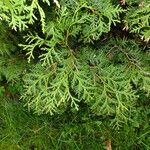 Thuja koraiensis Листок