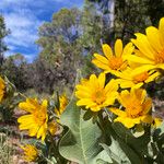 Wyethia sagittata Flower