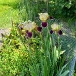 Iris x germanica Flors