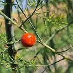 Asparagus officinalis Fruit