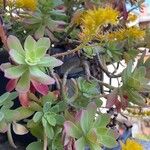 Sedum palmeriপাতা